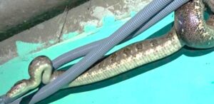 TEMPORADA DE MAZACUATAS EN EL PAÍS QUE ALERTAN A LOS SALVADOREÑOS