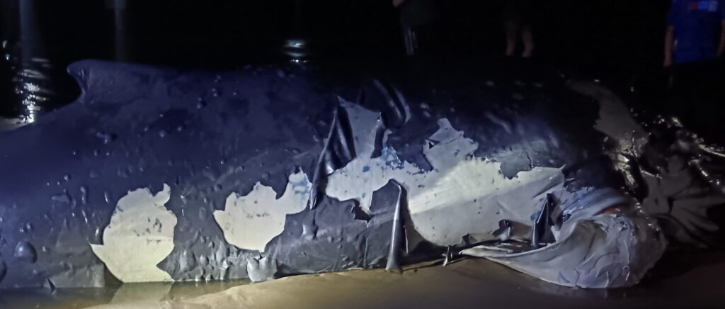 HALLAZGO DE BALLENA MUERTA EN PLAYA BARRA DE SANTIAGO, AHUACHAPÁN