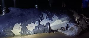 HALLAZGO DE BALLENA MUERTA EN PLAYA BARRA DE SANTIAGO, AHUACHAPÁN