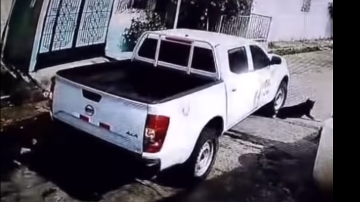 EMPLEADO DE CEL DESPEDIDO TRAS ATROPELLAR A UN PERRO EN CUSCATLÁN