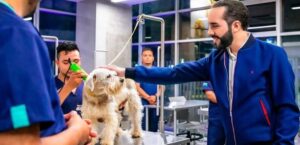 PRESIDENTE BUKELE PIDE AYUDA DE EXPERTOS PARA PROBLEMÁTICA DE ANIMALES EN SITUACIÓN DE CALLE