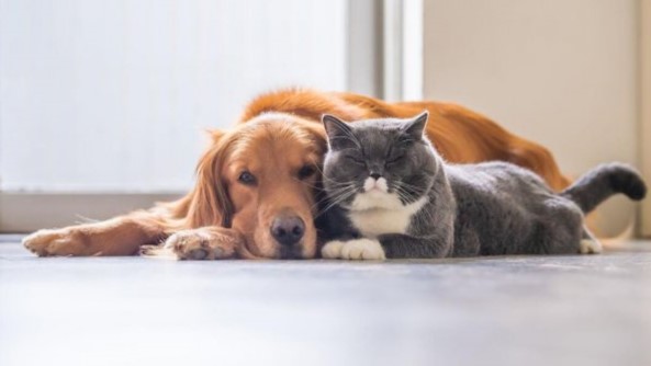 ESTUDIO MUESTRA TRANSFORMACIÓN EN TENENCIA DE MASCOTAS EN CENTROAMÉRICA