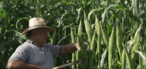 MÁS DE 10,000 MANZANAS DE MAÍZ SEMBRADAS EN TODO EL SALVADOR