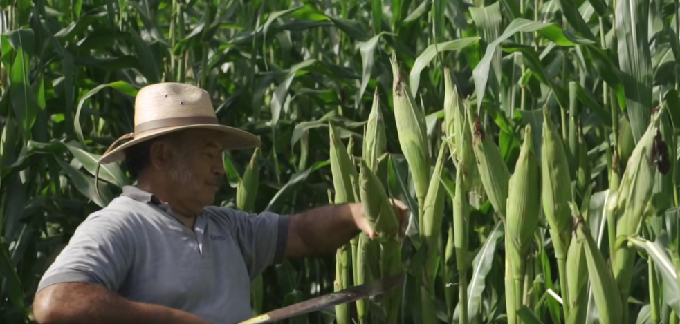 MÁS DE 10,000 MANZANAS DE MAÍZ SEMBRADAS EN TODO EL SALVADOR