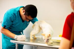 ALERTA EN EL SALVADOR: INCREMENTO DE CASOS DE PANLEUCOPENIA FELINA