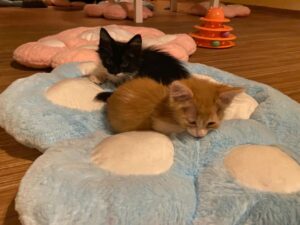 EL PRIMER CAT CAFÉ ABRE EN EL CENTRO HISTÓRICO Y PROMETE ENAMORAR A LOS AMANTES DE LOS GATOS