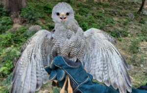 AVE MIGRATORIA REGRESA A SU HÁBITAT TRAS SER RESCATADA Y ATENDIDA