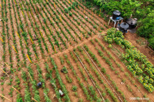 FAO Y GOBIERNO IMPULSAN MEDIDAS DE RESILIENCIA CLIMÁTICA PARA PRODUCTORES SALVADOREÑOS
