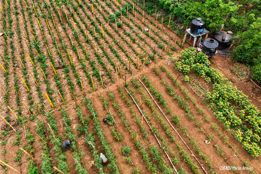 FAO Y GOBIERNO IMPULSAN MEDIDAS DE RESILIENCIA CLIMÁTICA PARA PRODUCTORES SALVADOREÑOS