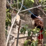 DENUNCIAN A MUJER POR MALTRATO ANIMAL EN COLONIA ALTAMIRA, CUYULTITÁN, LA PAZ OESTE