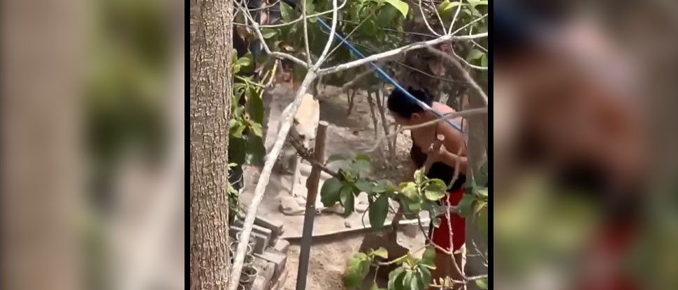 DENUNCIAN A MUJER POR MALTRATO ANIMAL EN COLONIA ALTAMIRA, CUYULTITÁN, LA PAZ OESTE