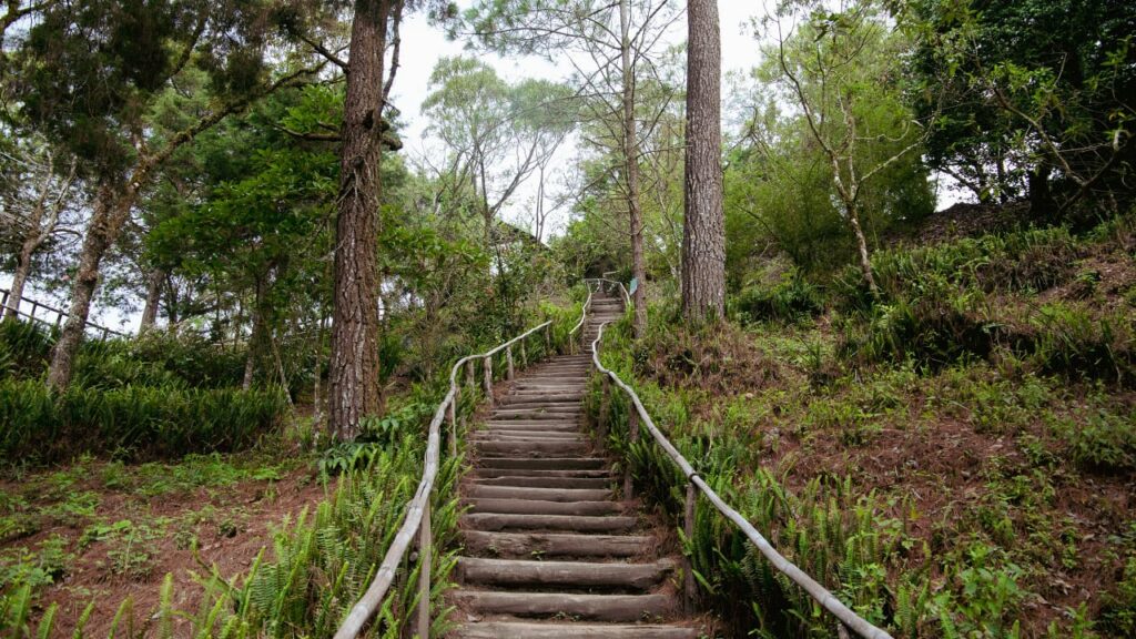 MOP REALIZARÁ MASIVA JORNADA DE REFORESTACIÓN EN EL BOSQUE EL ESPINO