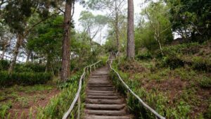 MOP REALIZARÁ MASIVA JORNADA DE REFORESTACIÓN EN EL BOSQUE EL ESPINO