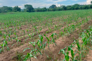 GOBIERNO REPORTA AVANCES EN LA SIEMBRA DE MAÍZ, FRIJOL Y HORTALIZAS A NIVEL NACIONAL