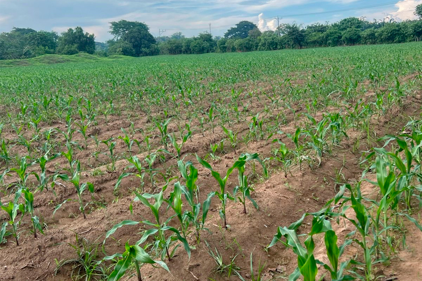 GOBIERNO REPORTA AVANCES EN LA SIEMBRA DE MAÍZ, FRIJOL Y HORTALIZAS A NIVEL NACIONAL