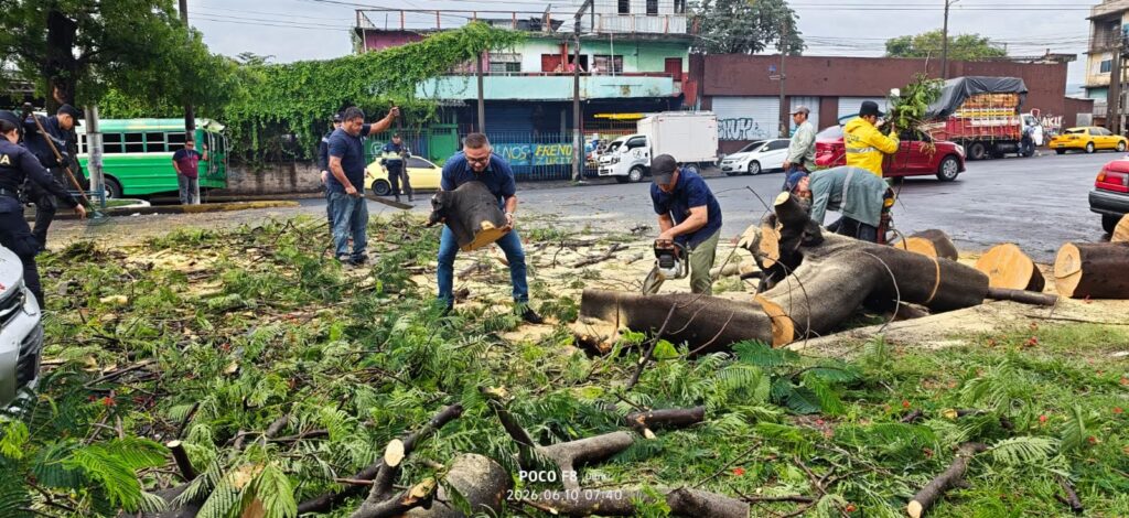 EJECUTAN PODA PREVENTIVA DE ÁRBOL DE GRAN TAMAÑO EN SAN SALVADOR