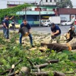 EJECUTAN PODA PREVENTIVA DE ÁRBOL DE GRAN TAMAÑO EN SAN SALVADOR