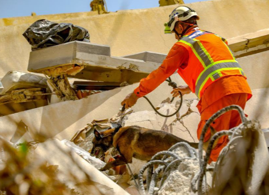 PERROS ENTRENADOS DE EL SALVADOR AYUDAN A LOCALIZAR SOBREVIVIENTES TRAS LOS TERREMOTOS EN VENEZUELA