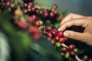 ASAMBLEA LEGISLATIVA APRUEBA PRÓRROGA DE CINCO AÑOS MÁS DE RESPALDO FINANCIERO PARA SECTOR CAFETALERO