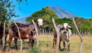 SEGURIDAD PERMITE INVERSIÓN EN EL CAMPO AFIRMAN GANADEROS