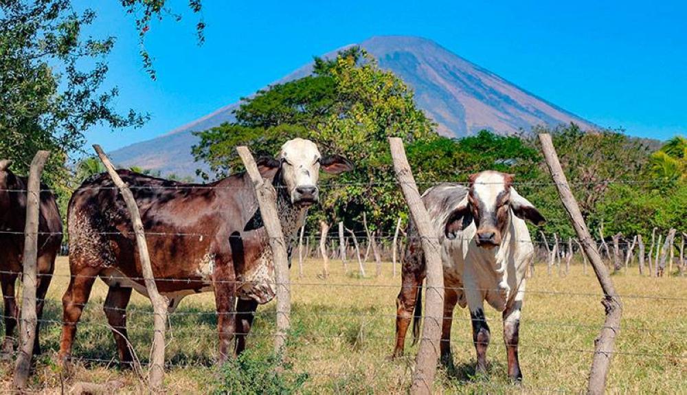 SEGURIDAD PERMITE INVERSIÓN EN EL CAMPO AFIRMAN GANADEROS