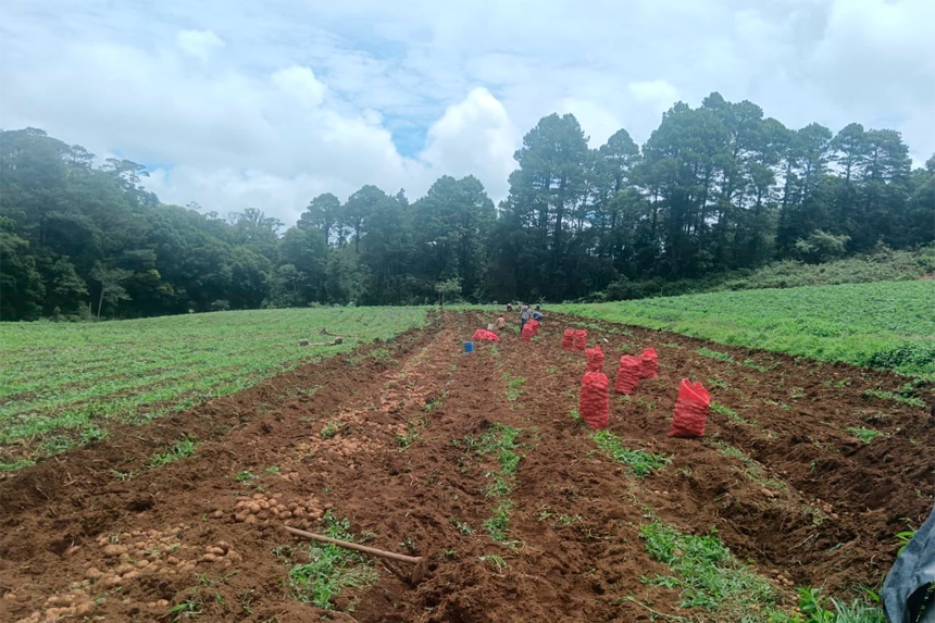 PROGRAMA DE AUMENTO A LA PRODUCCIÓN IMPULSA COSECHA HISTÓRICA DE PAPA EN EL ORIENTE