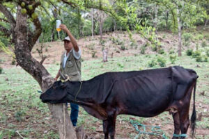 ASISTENCIA VETERINARIA INTEGRAL PERMITE DIAGNÓSTICOS PRECISOS PARA PRODUCTORES GANADEROS