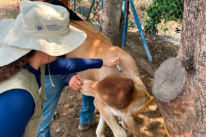 VICEMINISTRO DE AGRICULTURA DEFIENDE REFORMA A LA INDUSTRIA LÁCTEA