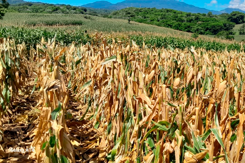 GOBIERNO AYUDARÁ A QUIENES PERDIERON SIEMBRAS POR SEGUIR RECOMENDACIONES DE SECTORES DE OPOSICIÓN