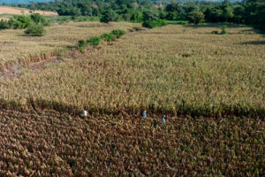 LOS TOLES Y PALO PIQUE SUMAN MÁS DE 2,500 MANZANAS PRODUCTIVAS EN AHUACHAPÁN