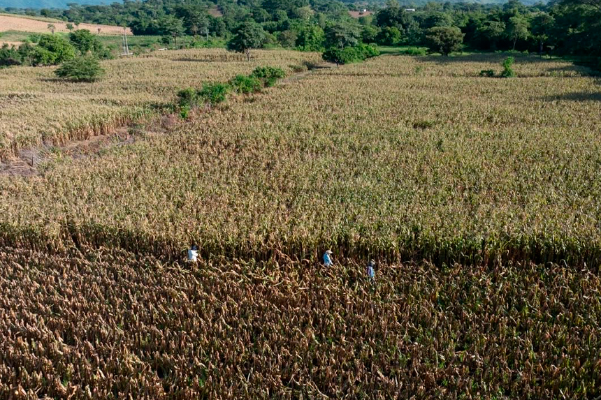 LOS TOLES Y PALO PIQUE SUMAN MÁS DE 2,500 MANZANAS PRODUCTIVAS EN AHUACHAPÁN