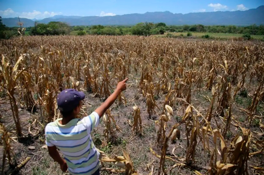 EL NIÑO PROFUNDIZA CRISIS ALIMENTARIA EN HONDURAS Y EXPONE LA FALTA DE PREVISIÓN